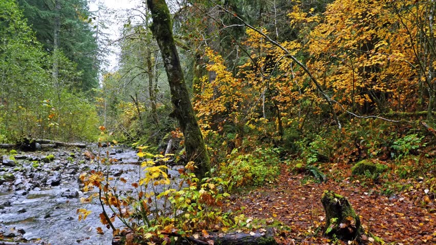 Footage of a tranquil stream flowing through a vibrant forest in autumn. The scene captures the rich golden and yellow foliage of deciduous trees contrasting with the deep green of evergreen pines.