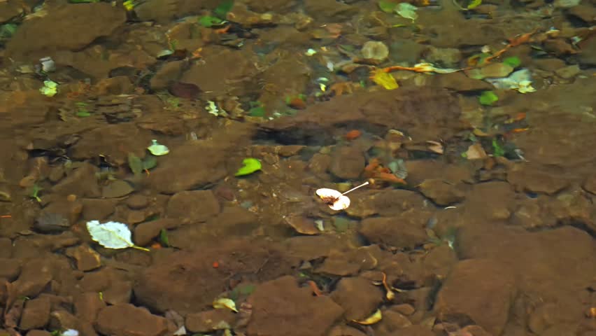 Close-up footage of a shallow, crystal-clear forest stream flowing over smooth, brown rocks and scattered autumn leaves in Mount Rainier National Park. The water is pristine, reflecting the natural li