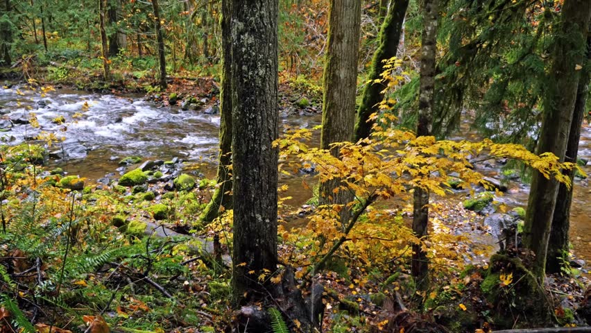 A peaceful, shallow stream with flowing water winds through a lush, mossy forest floor with green ferns and vibrant yellow autumn leaves on a sunny day in Mount Rainier National Park.