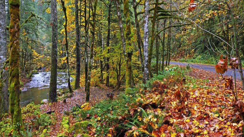 Vibrant fall foliage lines the banks of a flowing stream in the lush wilderness of Mount Rainier National Park. This footage captures the serene beauty of the Pacific Northwest in autumn, with a mix o