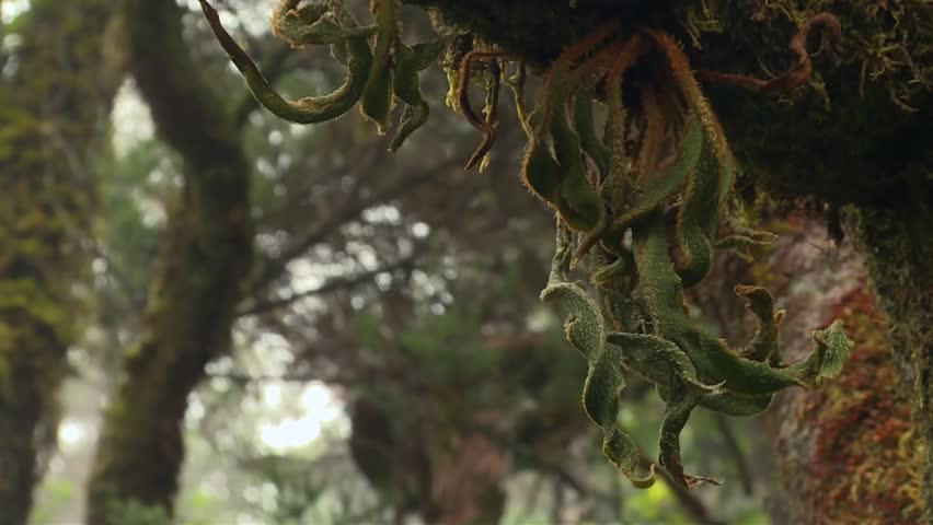 Growing Plants Against Tree Trunks In Rainforests Within The Waikamoi Preserve On Maui In Hawaii, USA. Close-up Shot