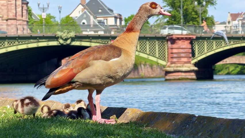 Egyptian goose departs her goslings on Rhine bank, green bridge, Strasbourg.