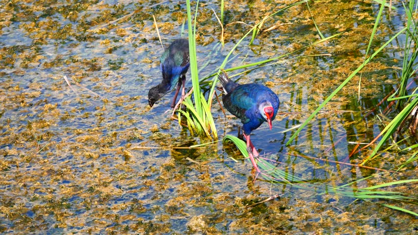 Parent and chick of Purple Swamphen ( Porphyrio porphyrio ) walking on reed with grass and water in wetland, The blue waterbird has colorful beaks and red long legs in lake, Thailand