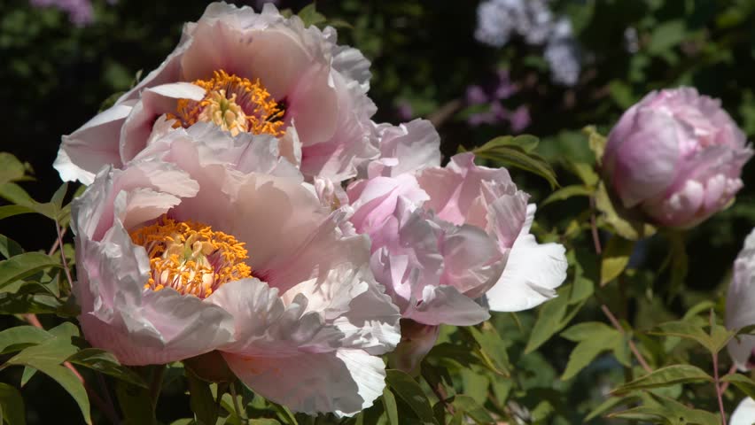Peony white bud flower bloom. Floral petal. Tree Peonies Paeonia Rockii Flowers bouquet in Summer Garden.