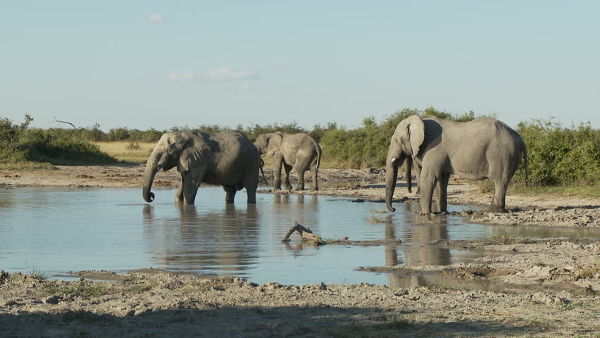A small herd of bull elephants gather around a waterhole