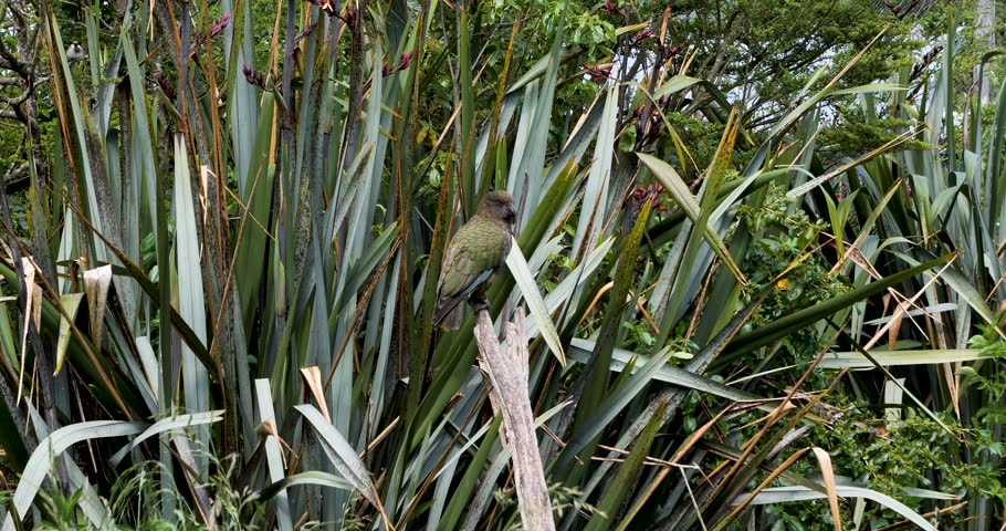 Kea (Nestor notabilis) at Willowbank Nature Reserve, Christchurch, New Zealand.Kea is a large parrot that is endemic to the forested and alpine regions of the South Island of New Zealand.