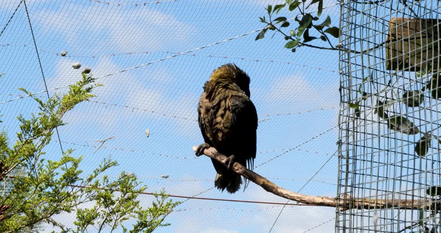 Kea preening his feathers at Willowbank Nature Reserve, Christchurch, New Zealand.Kea is a large parrot that is endemic to the forested and alpine regions of the South Island of New Zealand.