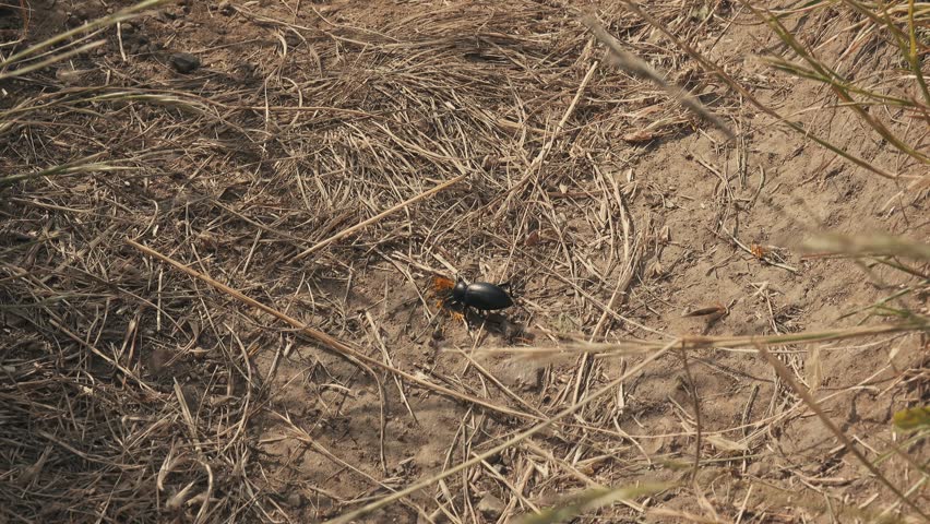 Beetle feeds on a yellow flower on the dry ground