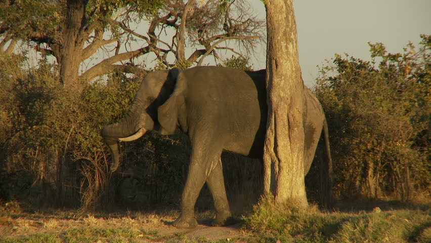 An elephant uses a tree to scratch its backside