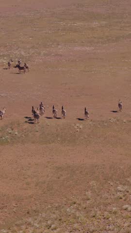 vertical Aerial view of a large herd of Grevy