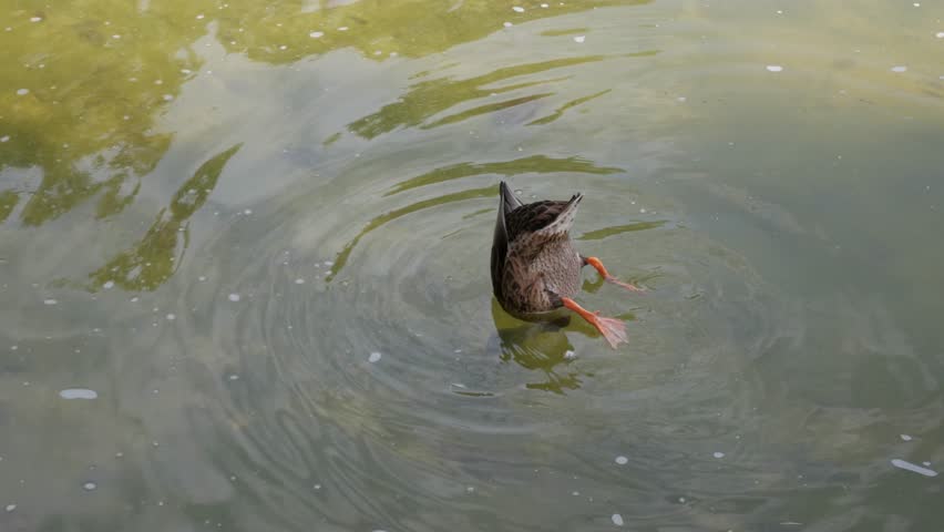 Duck dabbling in calm pond water, tail up and legs visible while searching for food