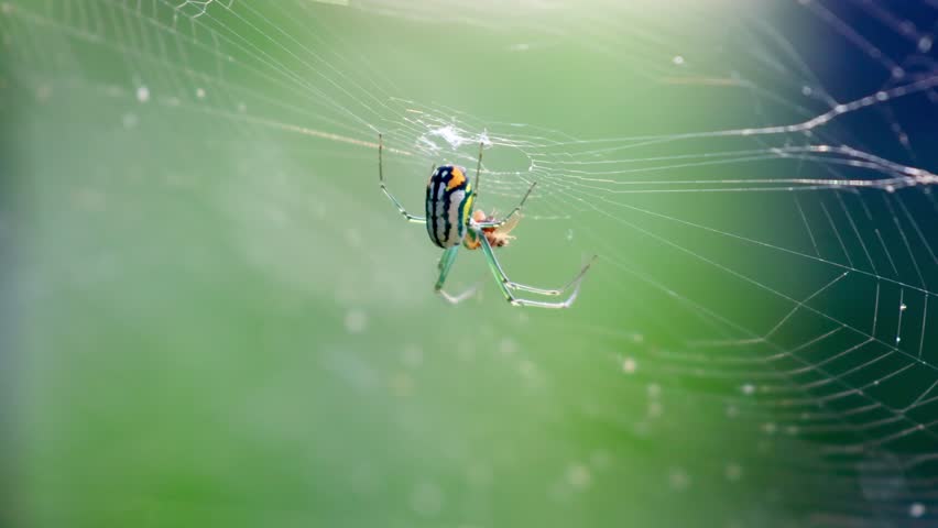 An Orchard Orbweaver (Leucauge venusta or Leucauge argyrobapta), a type of spider known for its stunning, vibrant coloration, is swaying in its web under the evening light. It features an iridescent green body accented with bright yellow, black, and orange spots, along with long, slender legs. These spiders are completely docile and harmless to humans, playing a beneficial role by catching pests in their delicate, horizontal webs. May 16, 2026, Florida.