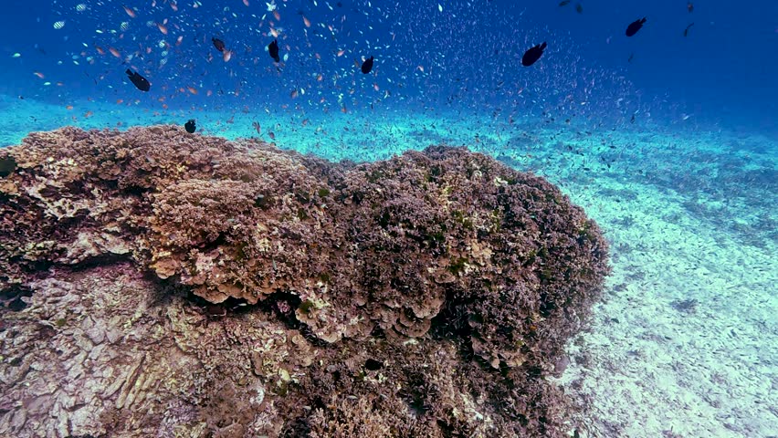 Vast schools of small silver fish navigate a healthy coral reef, with dark individual fish swimming near the sandy ocean bottom.