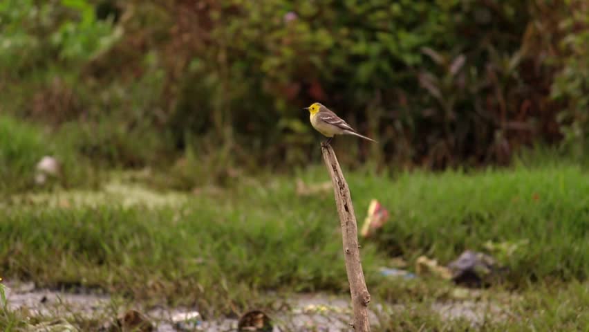 Bright yellow and black bird perched on a small branch in grassy field