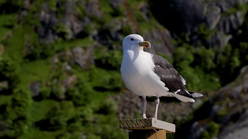 Seagull in front of the rugged landscape of the Lofoten Islands in Northern Norway.
