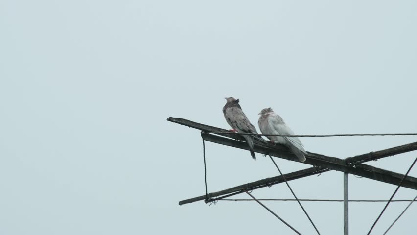 Two specialized roller pigeons, the dark-feathered one and the white one, take a break from their aerial acrobatics on a wet day.
