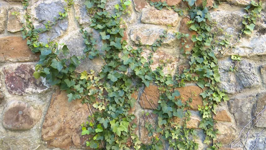 Green ivy vines growing on a rustic stone wall surface plants with heart shaped