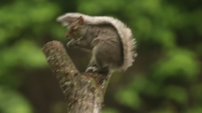 Grey squirrel on a tree stump. 