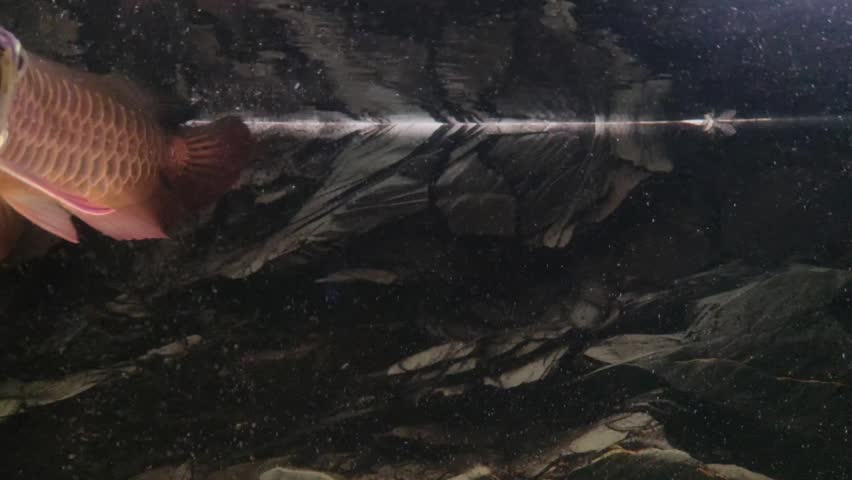 Red Asian Arowana Fish Swimming in Freshwater Aquarium Tropical Exotic Ornamental Fish