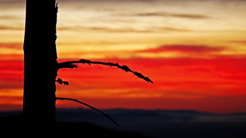 A high-contrast shot of a vibrant red and orange sunset over the horizon at Mount Rainier National Park, viewed from the Mowich Lake Road area. The silhouette of a tree trunk and branches dominates th