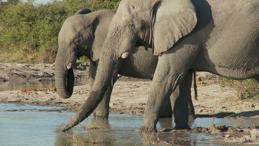 Two elephants drink from a waterhole