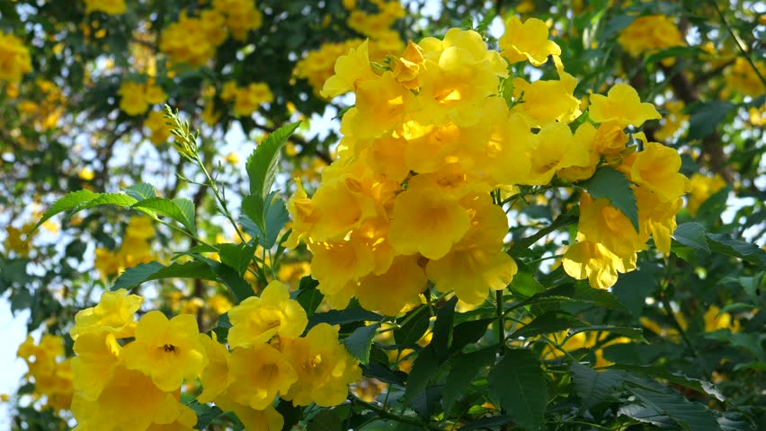 Yellow Trumpetbush in the park