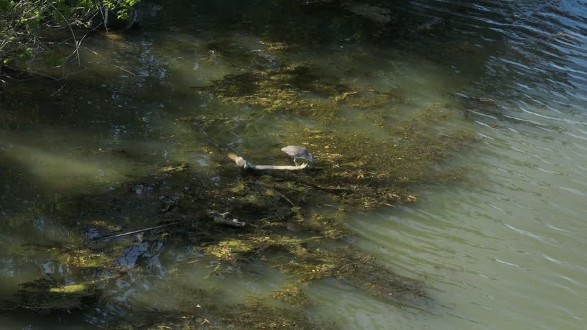 Tracking video clip of a black-crowned night heron perched on a floating log in marshy river water with green algae during daytime.