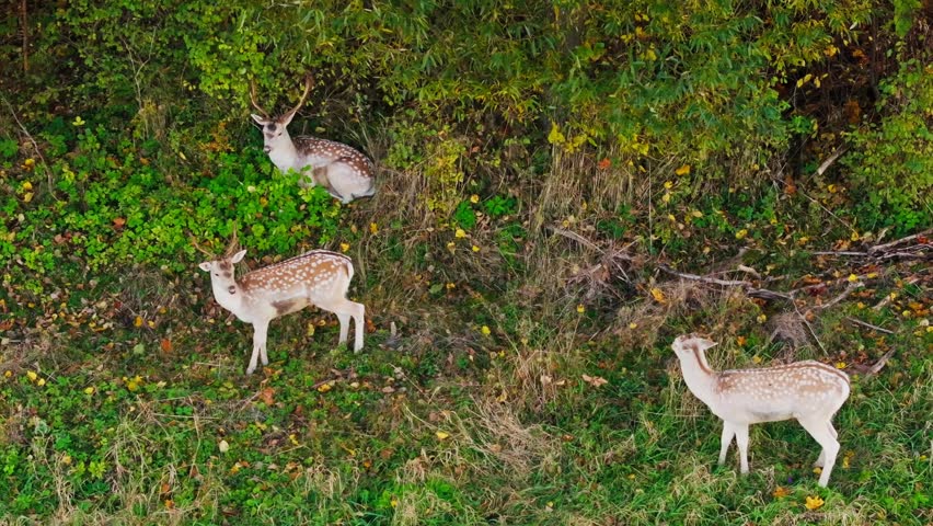 Spotted Deer Gathering in Colorful Woodland Habitat During Lithuanian Fall