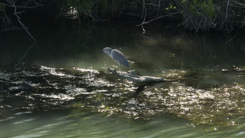 Tracking video clip of a black-crowned night heron perched on a floating log in marshy river water with green algae during daytime.