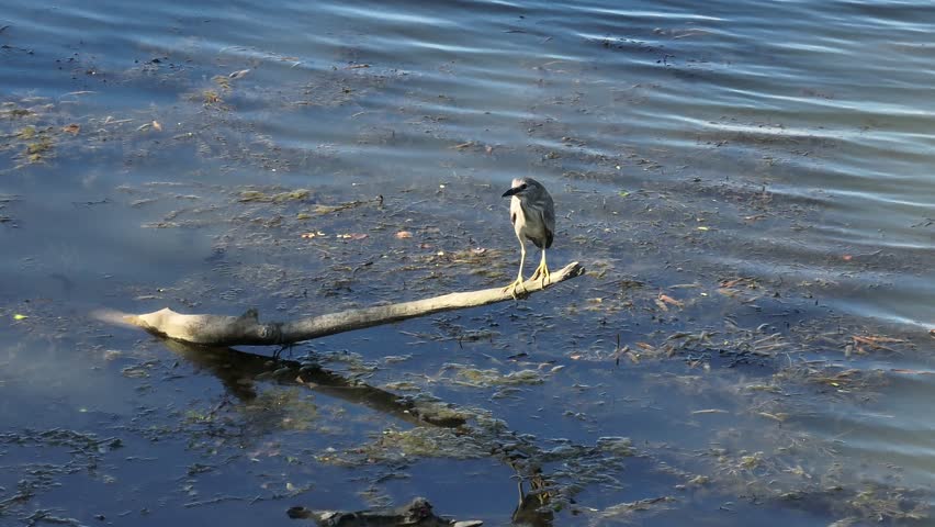Tracking video clip of a black-crowned night heron perched on a floating log in marshy river water with green algae during daytime.