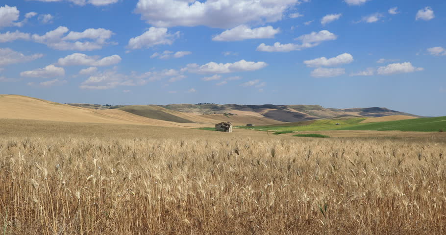 Summertime:hilly lanscape with wheat field in Apulia region, Italy.