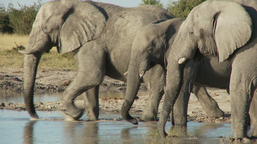 A male elephant wades into a waterhole to drink