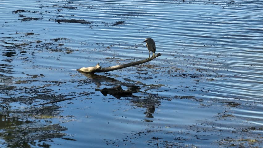 Tracking video clip of a black-crowned night heron perched on a floating log in marshy river water with green algae during daytime.