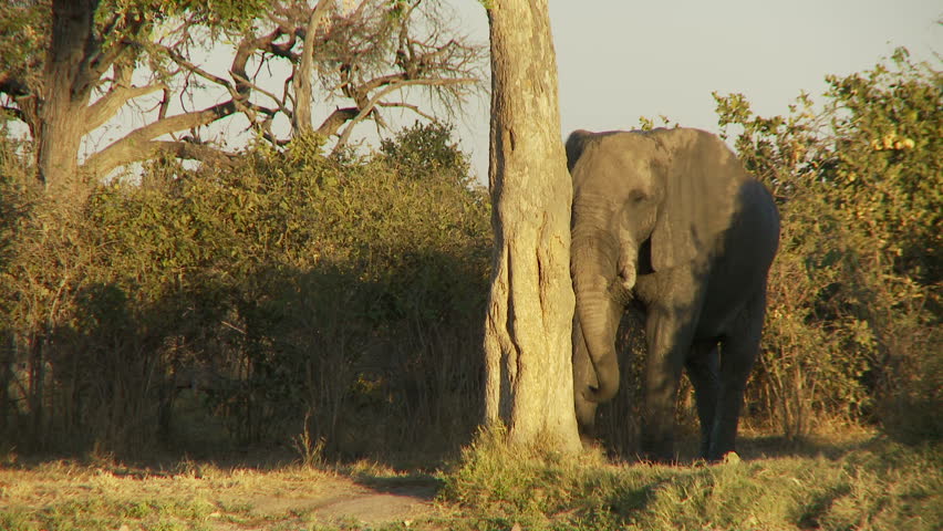 An elephant uses a tree to scratch the side of its face