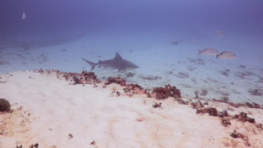 A bull shark (carcharinus leucas) take speed suddenly
