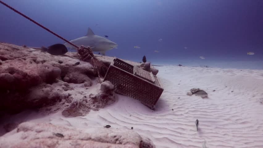 A big bull shark (carcharinus leucas) swims over the sandbank