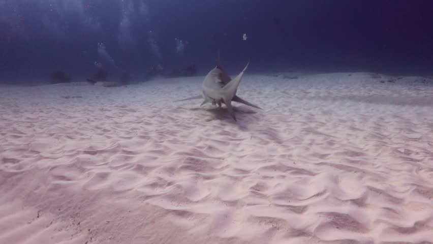 A big bull shark (carcharinus leucas) swimming gently towards divers