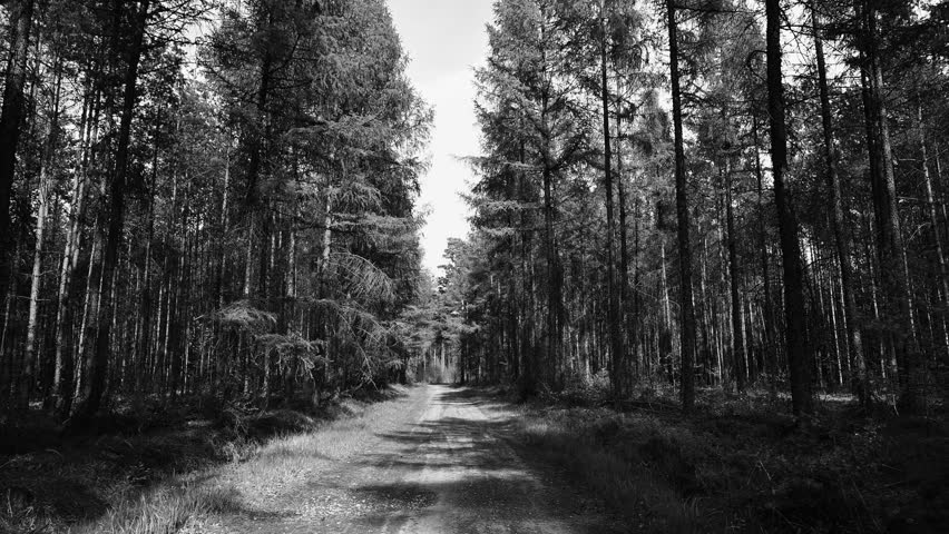 Spring forest, fresh green plants, tall trees, road between trees,  black and white 
