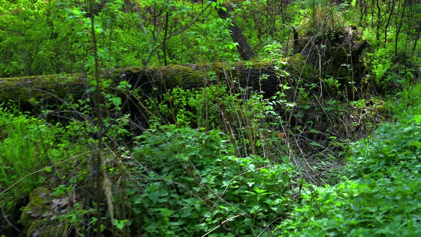 Spring forest, fresh green plants, broken tree trunk with roots