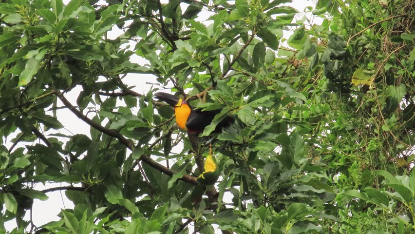 Channel-Billed Toucan Ramphastos vitellinus Feeding in Atlantic Forest Brazil.
