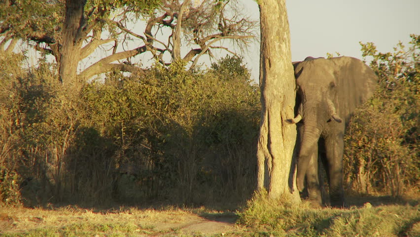 An elephant uses a tree to scratch its trunk