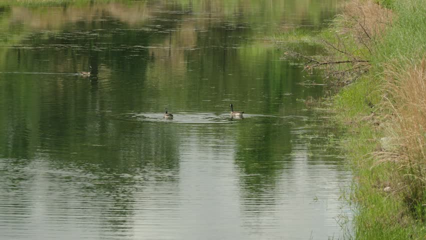 Geese swimming on the calm American River