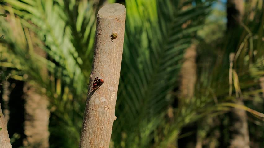 Stunning red admiral butterfly, vanessa atalanta, landing and resting on a tree branch in a lush, sunny forest of palm trees