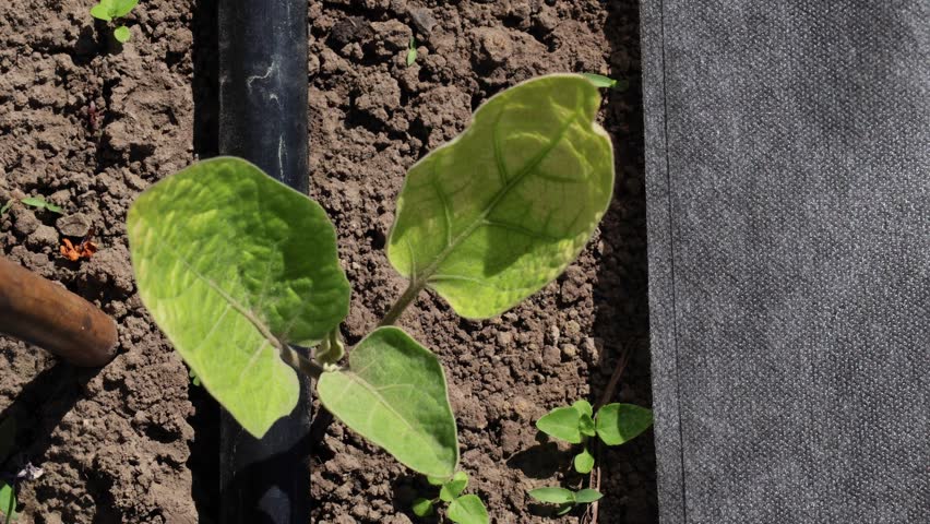 A close view of a young plant growing in a garden bed. The soil is dry, and a watering system is visible alongside the plant during midday light.