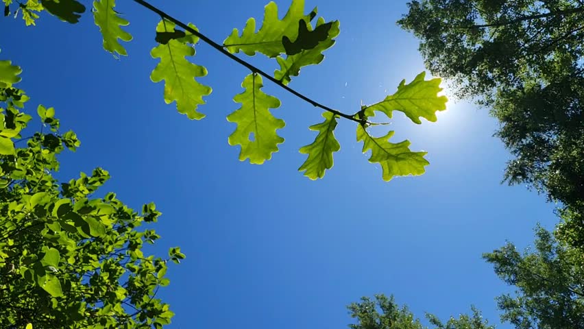 Against a bright blue sky, a sunbeam shines through an oak leaf branch.