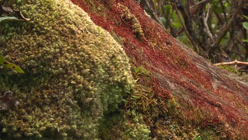 Waikamoi Preserve, Hawaii, green and red moss growing on a tree trunk in a tropical forest