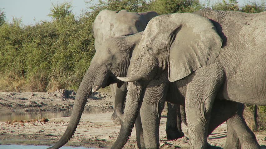 A large male elephant dominates a water hole by shoving another elephant out of