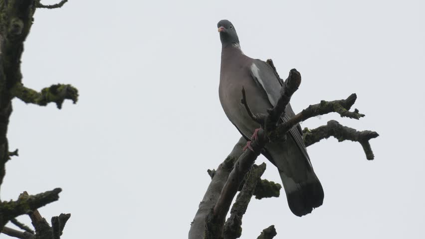 Common Wood Pigeon Exchange on Mossy Branch During Rainfall - 4K Slow Motion Wildlife Shot