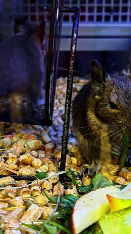 Group of mice in cage with running wheel and bedding visible.
