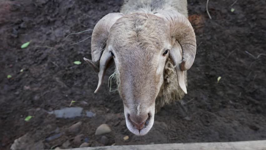 A detailed high angle close up shot of a male ram showing its large curved horns on a muddy farm field.